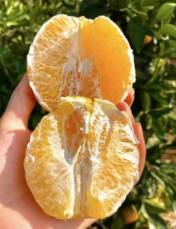 崀山脐橙，包甜包好，不打甜蜜素