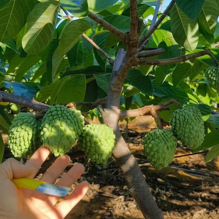 【一物一拍】凤梨释迦树/牛奶释迦树/AP释迦树/庭院种植 盆栽地栽 