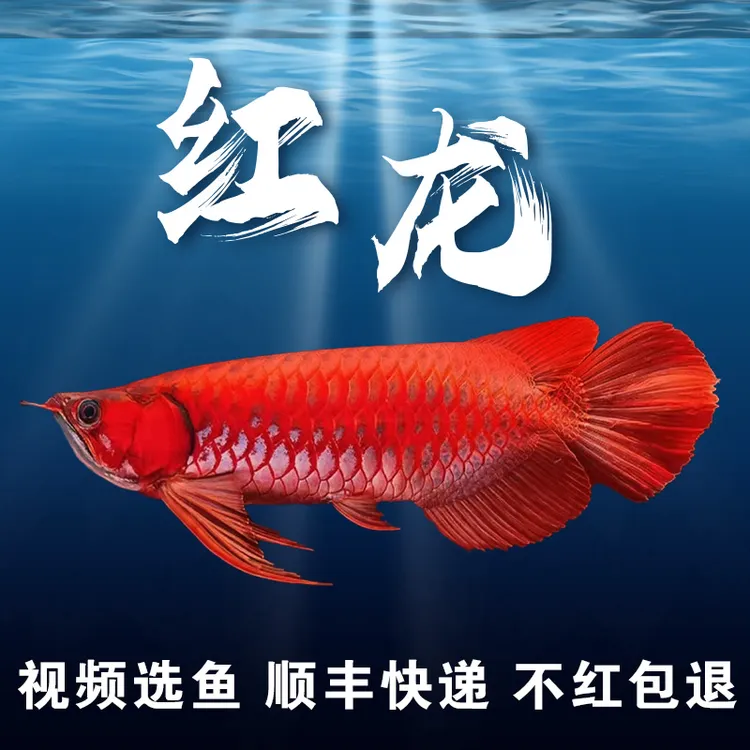 红龙鱼印尼超血辣椒红龙鱼养鱼活体红色饲养小鱼观赏鱼混养冷水