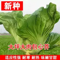 （全场满5元包邮）包心芥菜种子家庭四季蔬菜小白菜种籽秋播种植