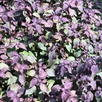 （全场满5元包邮）紫苏种籽春秋季蔬菜单面紫色苏子种籽特色菜四季