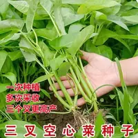 （全场满5元包邮）三杆空心菜种子柳叶通心菜种子蔬菜青菜天气