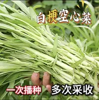 （全场满5元包邮）白梗空心菜种子高产早熟四季春季播种空心菜种子