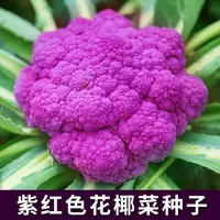 （全场满5元包邮）紫色花椰菜农家庭院蔬菜菜花种子蔬菜瓜果种子
