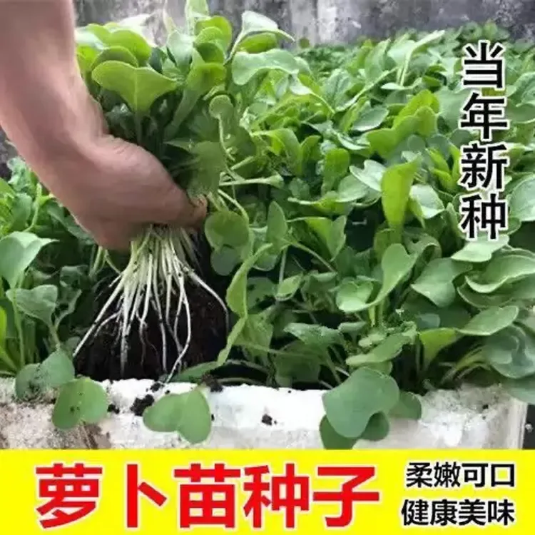 （全场满5元包邮）专吃萝卜苗种子四季阳台盆栽小萝卜青菜籽种蔬菜