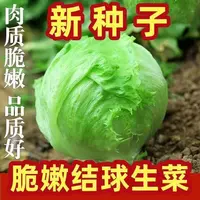 （全场满5元包邮）耐热结球生菜种子球生菜种籽包心球形阳台四季盆