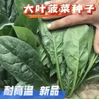 （全场满5元包邮）大叶菠菜种子四季蔬菜秋冬籽种阳台种籽抗热菜种