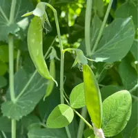 （全场满5元包邮）矮生双荚荷兰豆种子白花软荚豆籽蔬菜秋葵种蔬菜