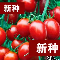 （全场满5元包邮）种子小番茄种籽盆栽庭院农家家庭阳台水果种子蔬
