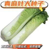 （全场满5元包邮）太原二青大白菜种子天津青麻叶高筒蔬菜种子
