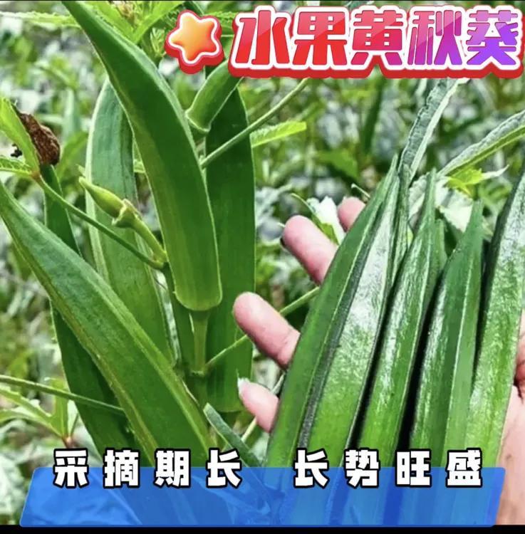 （全场满5元包邮）黄秋葵种子庭院花园种植高产水果秋葵种蔬菜种子