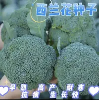 （全场满5元包邮）西兰花种籽西兰花种子苗曼陀绿青花籽子蔬菜种子