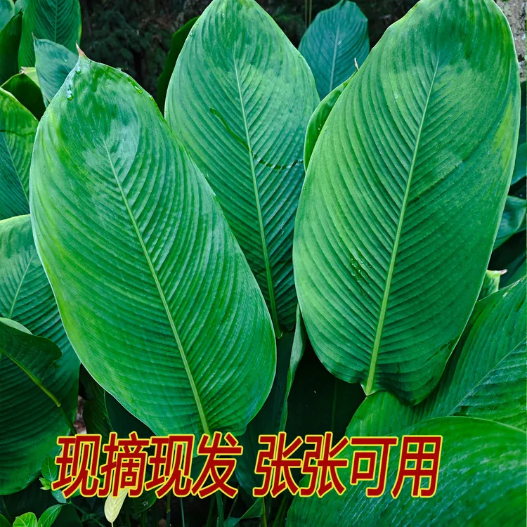 新鲜粽叶广西正宗粽叶现摘粽子叶家叶子肇庆大肉广西冬叶粽叶批发