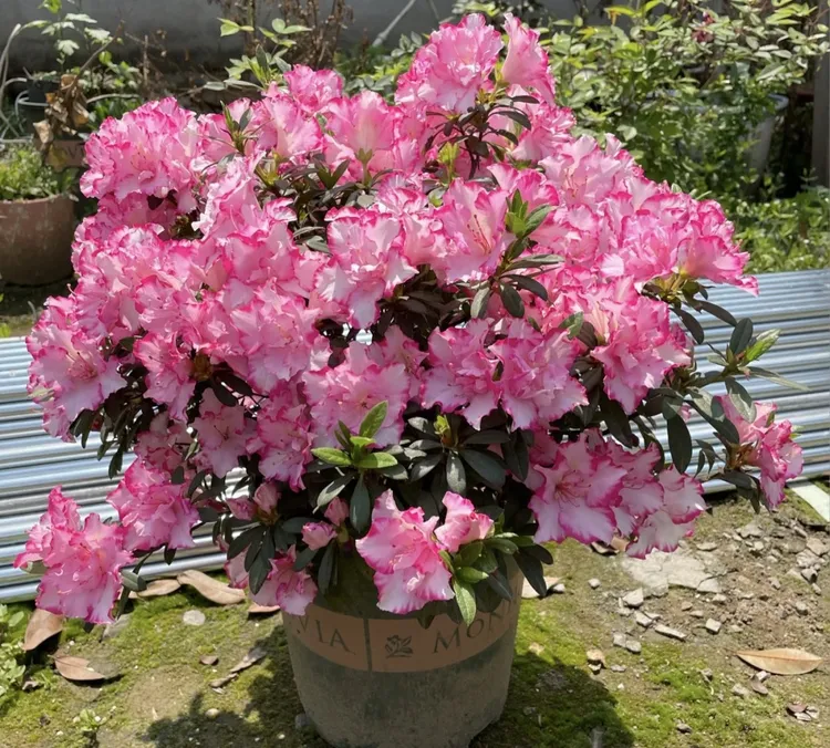 精品彩西玛带花苞杜鹃花年宵花盆栽花卉绿植客厅阳台鲜花好养易活