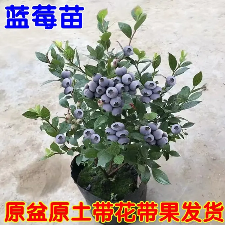 蓝莓苗蓝莓盆栽地栽带花苞带果兔眼薄雾蓝莓树苗南北方种植果树苗