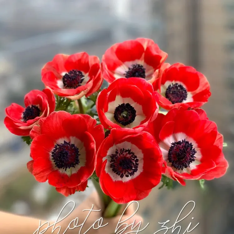(优花阁)银莲花(秋牡丹)