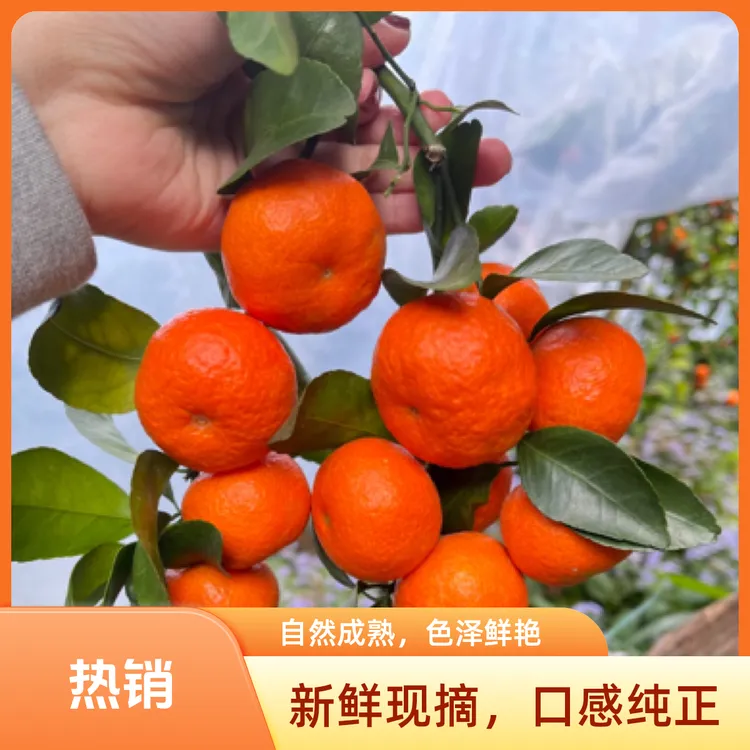 正宗广西砂糖橘新鲜采摘味甜多汁皮薄肉厚纯甜砂糖橘现货产地直发
