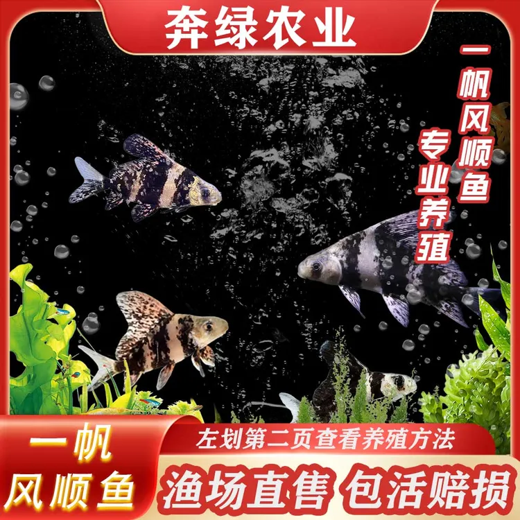 一帆风顺鱼观赏鱼冷水鱼淡水鱼好养耐活的清道夫工具鱼胭脂鱼
