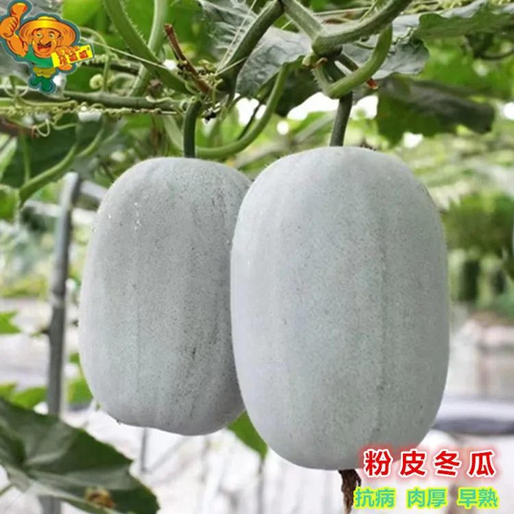 粉皮冬瓜种子枕瓜毛瓜冬瓜节瓜迷你冬瓜高产庭院阳台农田蔬菜种子