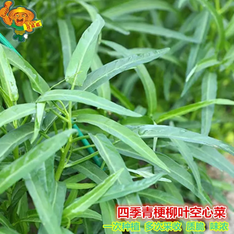 四季青梗柳叶空心菜种子蕹菜通菜多头次采收庭院阳台农田蔬菜种子