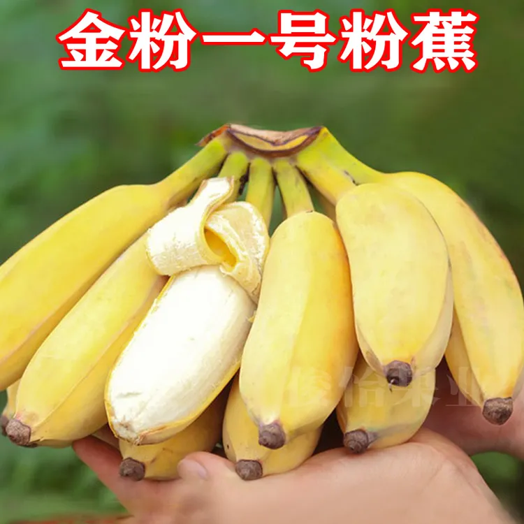 产地直发金粉一号粉蕉广西西贡蕉2/5/9斤香甜软糯苹果蕉香蕉芭蕉