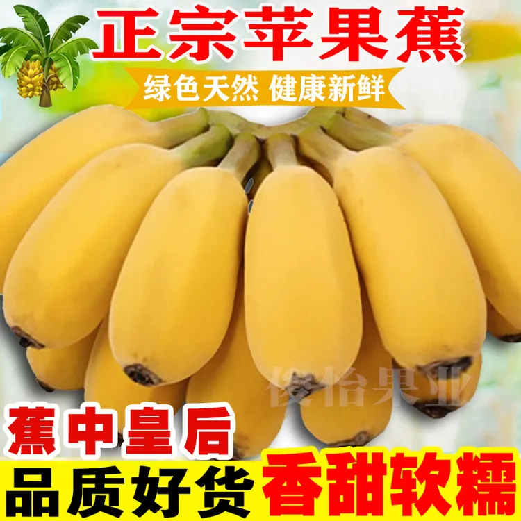 广西正宗苹果蕉甜9斤5斤产地直发农家当季新鲜水果甜香蕉粉蕉俊怡
