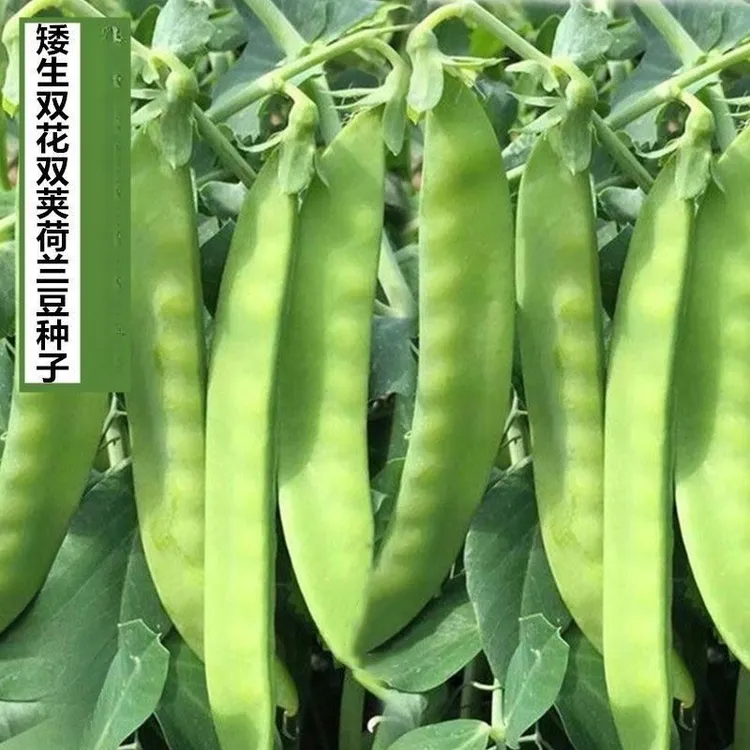 矮生双花双荚荷兰豆种子不搭架软荚荷兰豆种籽耐寒秋冬季蔬菜种子