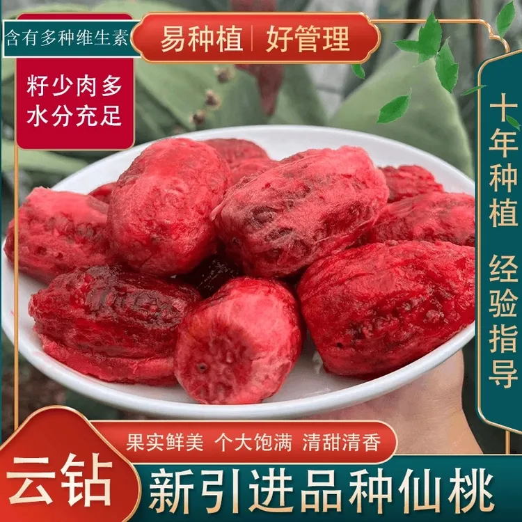 【云钻】正宗可食用仙人掌多肉盆栽种植片结果绿植物盆栽地栽易种植