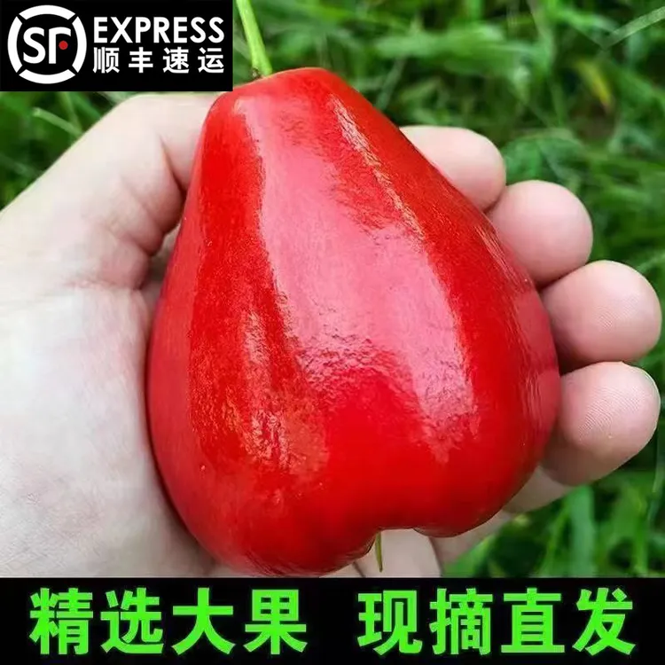 【顺丰包邮】红宝石黑金刚多汁脆爽口莲雾果大叶红新鲜孕妇水果现发