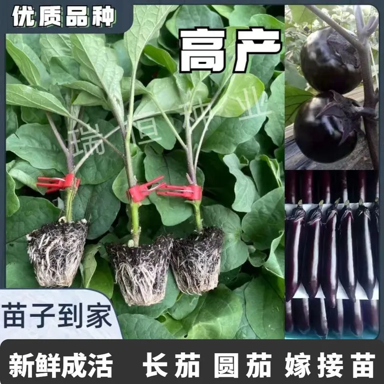 嫁接茄子苗种苗庭院种植嫁接长茄苗圆茄苗子烧烤茄子苗面包茄子苗