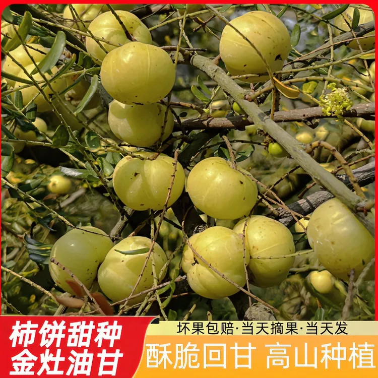 潮汕新鲜采摘饼甜油甘余甘果  崩坎 油柑可煲汤榨汁生吃 2斤装