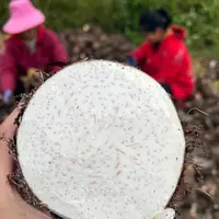 农家荔浦芋头（啊妹现场收货代购不支持无理由退货退款）