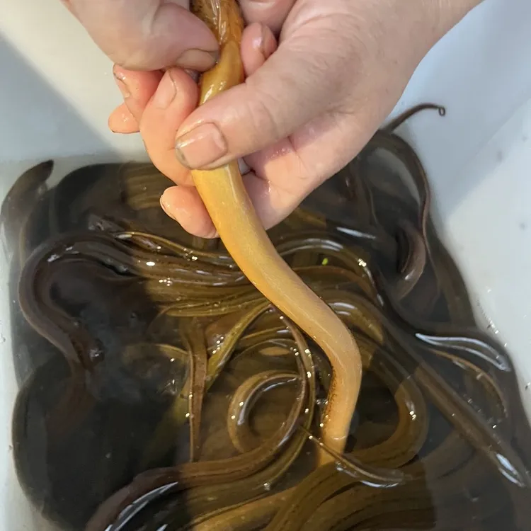 【5-6两左右】野外稻田黄鳝正宗鳝鱼鲜活芦苇荡自然生长水产顺丰