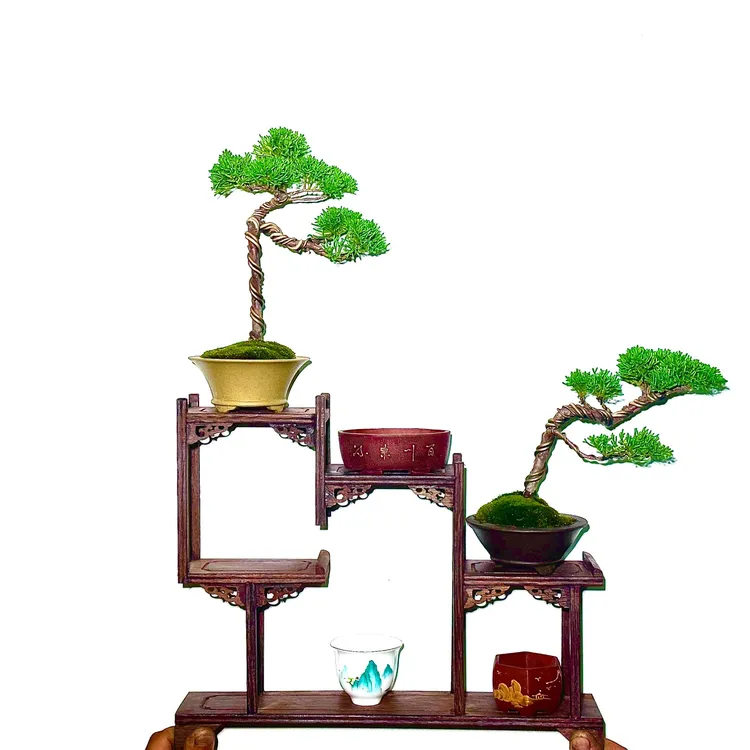 精品小真柏，精品盆景