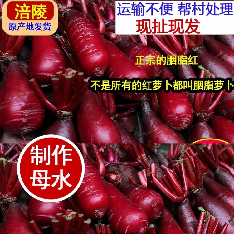 【2025新货未全红】正宗涪陵新鲜红皮红心胭脂萝卜产地直发非紫美人