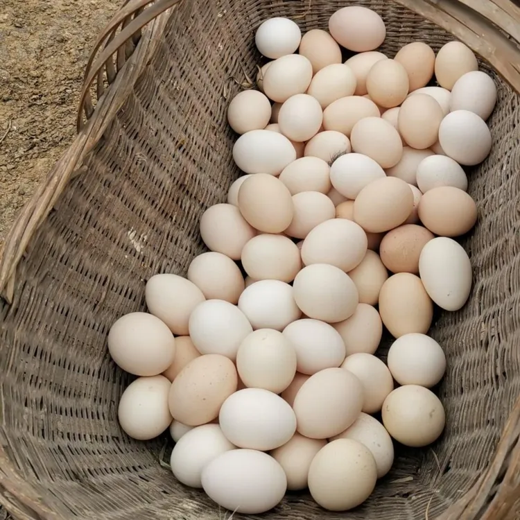 湖北十堰香炉山平哥乌骨鸡蛋土鸡蛋新鲜山林散养新鲜虫草鸡100枚