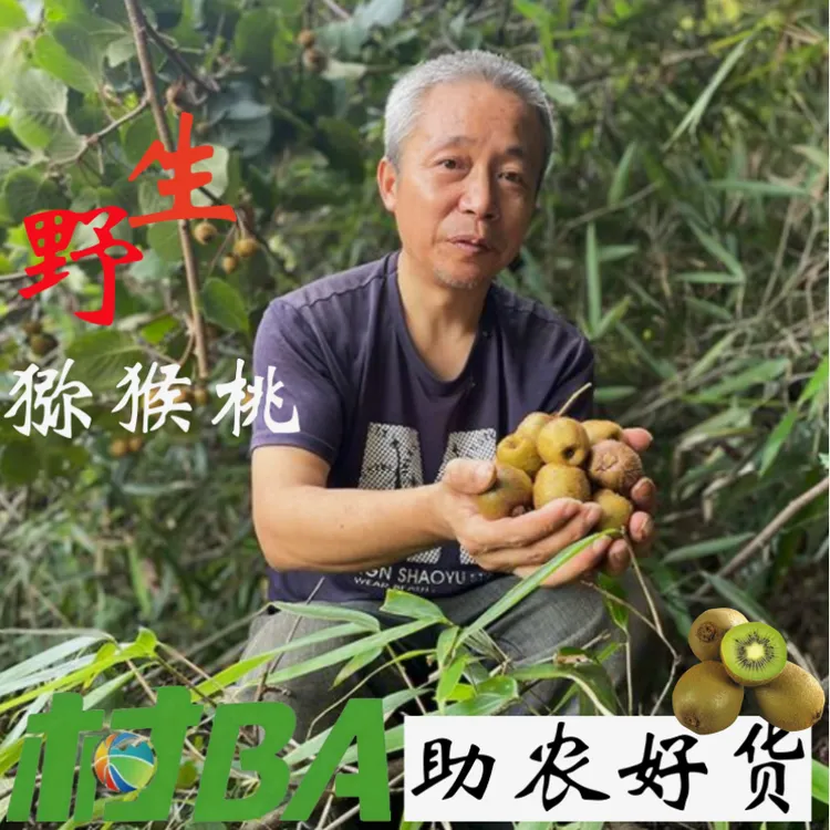 【村BA 野生猕猴桃】贵州新鲜当季水果高山香甜果香爆甜包赔发货