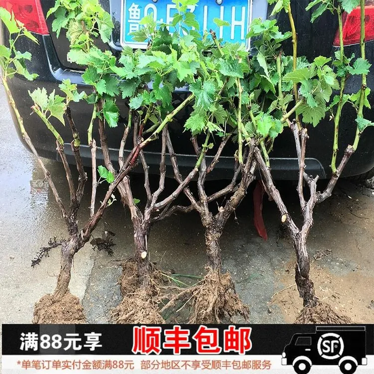 苗南方北方巨峰葡萄树阳光盆栽藤晴王种植玫瑰葡萄无核爬蓝宝石苖