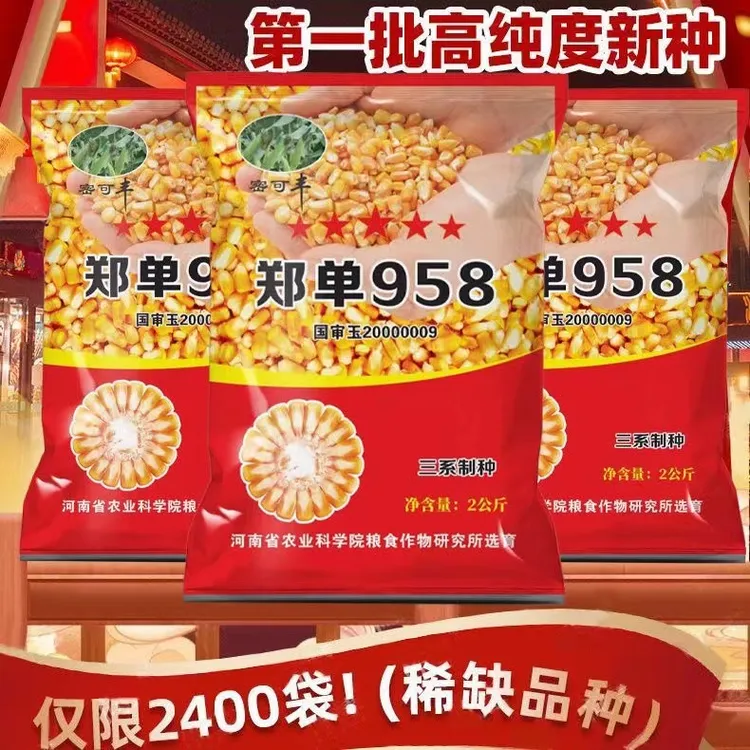 郑单958高产矮杆抗青枯抗玉米螟根系发达抗到能力强种子