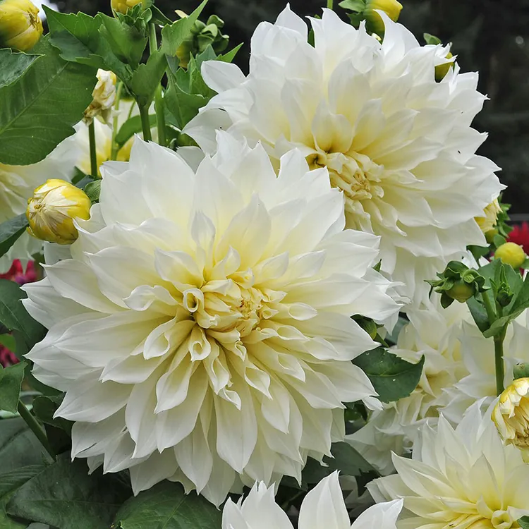 重瓣大丽花种球根大丽花巨型进口牛奶咖啡地瓜花种球春季多年生苗