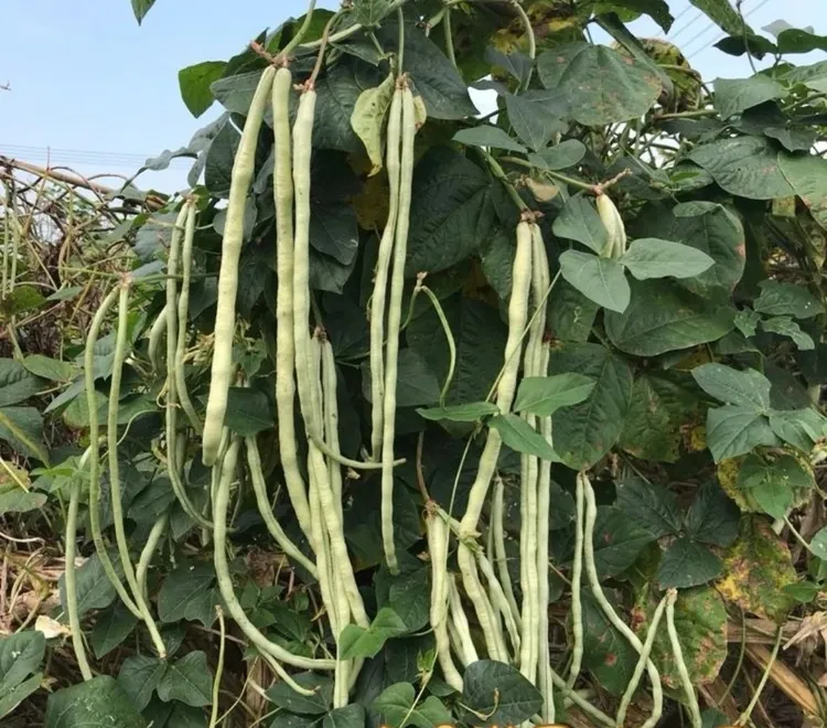 【顺丰包邮】贵州老品种农家自种白色新鲜长豆角缸豆