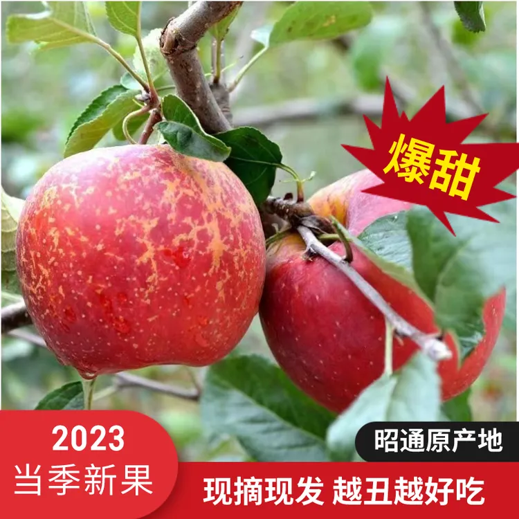 13云南昭通丑苹果冰糖心孕妇当精品果王特大果精品12-13斤包邮