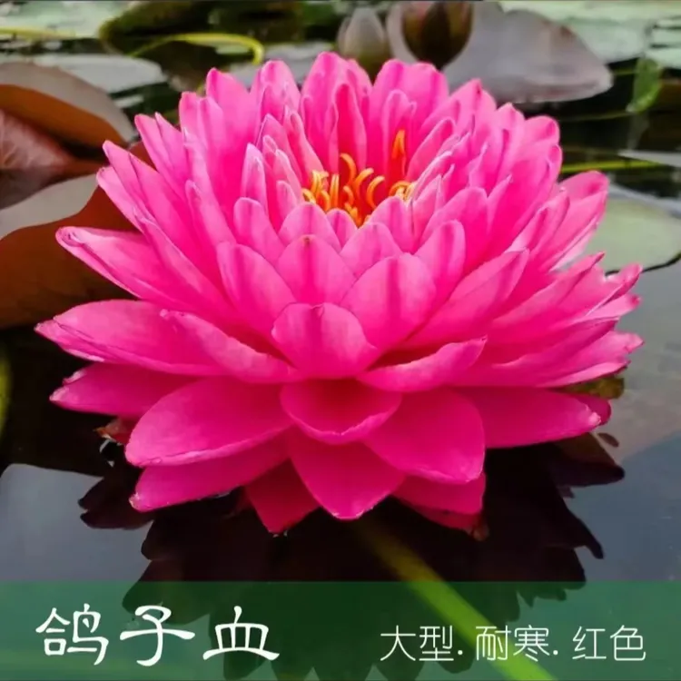 精品鸽子血睡莲大型阳台庭院池塘根块茎培育带花苞植物好养易活