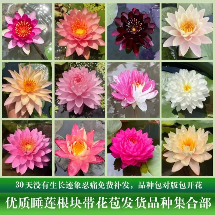 水培睡莲池塘水养花卉莲花根块盆栽阳台庭院水土养殖多年水生