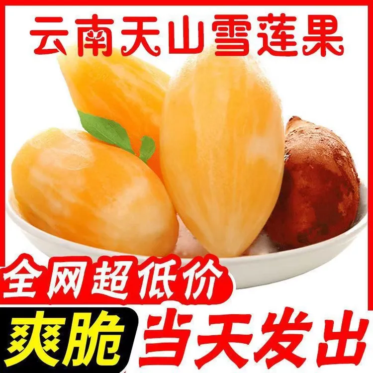 云南天山雪莲果清甜多汁脆嫩可口新鲜水果当季现挖净重5斤