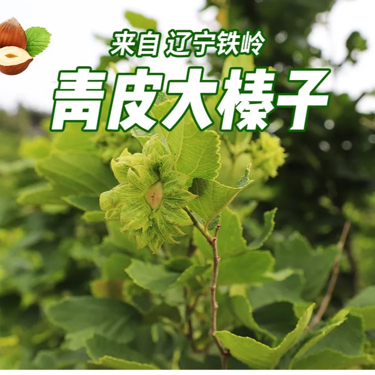绿皮水仁鲜榛子散装食品大果榛子2023年现摘现发新鲜榛子新鲜