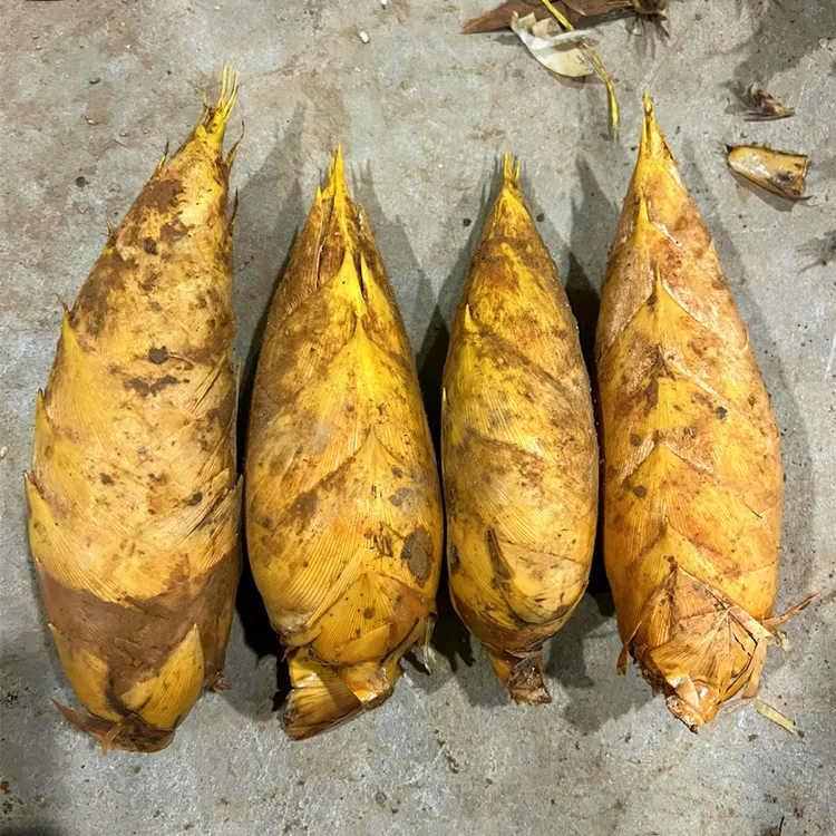 正宗浙江临安两头尖大冬笋5斤当天现挖现发新鲜直达鲜美