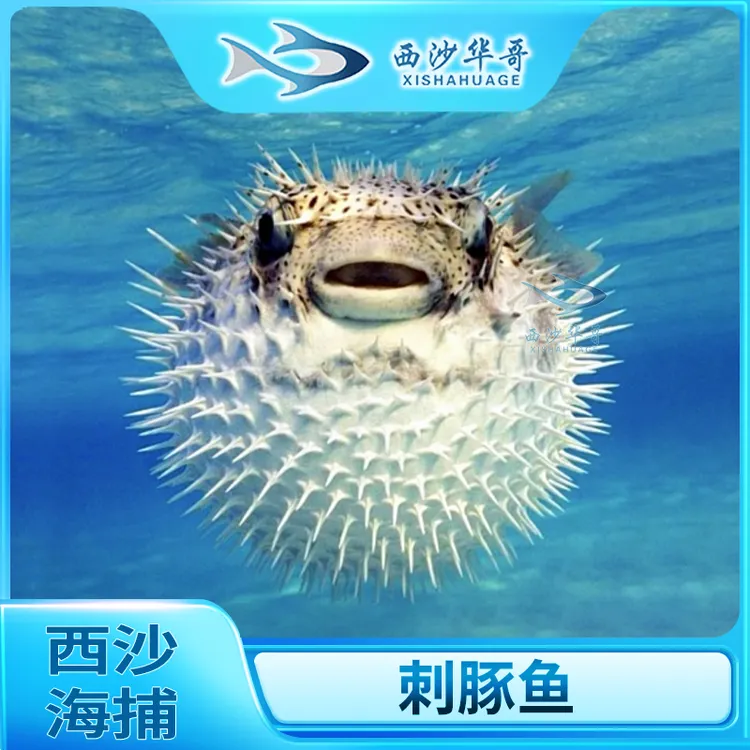 【西沙-刺豚鱼】鲜活冷冻刺豚鱼刺龟鱼刺鲍鱼液氮急速锁鲜顺丰空运