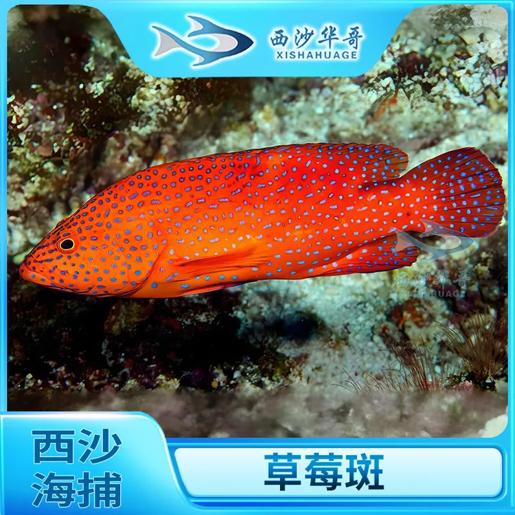 【西沙-草莓斑】鲜活冷冻西沙群岛草莓斑石斑新鲜液氮冷冻锁鲜顺丰