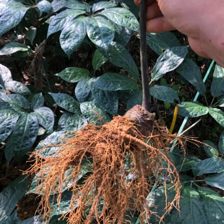 狼哥三七 现挖纯三七云南文山带根新鲜三七